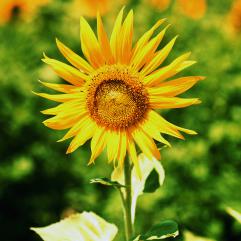 Flowers & Plants